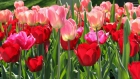 Tulpen 