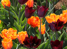 Tulpen